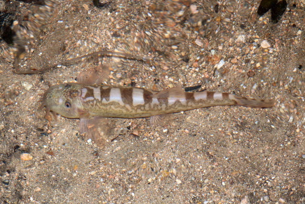 Hillstream loach (Formosania davidi) — Balitoridae
