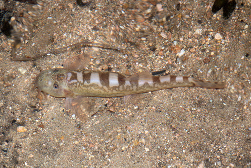 Formosania davidi