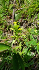 Mecardonia vandellioides