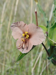 Commelina scabra