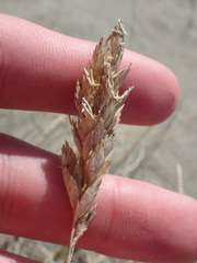 Poa macrantha