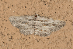 Iridopsis obliquaria