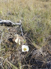 Calochortus howellii