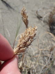Poa macrantha