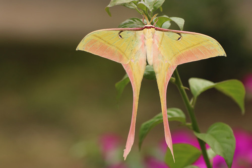 Actias rhodopneuma · iNaturalist
