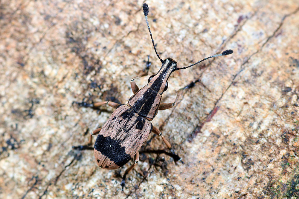 Sindurey Insect Sintorini from 中国云南省保山市隆阳区 on July 15, 2019 at 01:24 AM by 昆虫学liuye ...