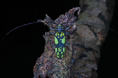 Euoplia