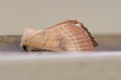 Nadata