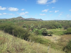 Copernicia prunifera