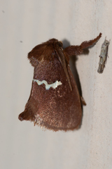 Monoleuca semifascia