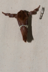 Monoleuca semifascia