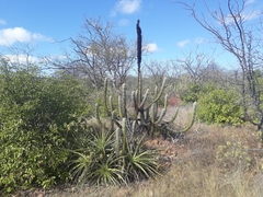 Encholirium spectabile