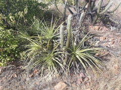 Encholirium spectabile