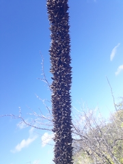 Encholirium spectabile