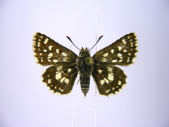 Spialia diomus