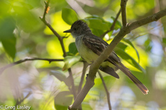 Myiarchus venezuelensis
