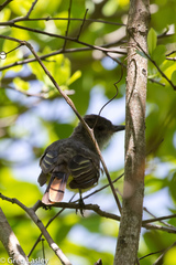 Myiarchus venezuelensis