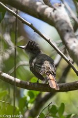 Myiarchus venezuelensis