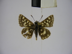 Spialia diomus