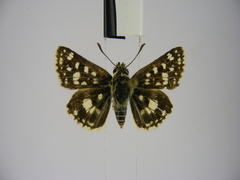 Spialia diomus