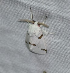 Euerythra trimaculata