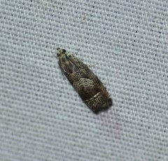 Ofatulena duodecemstriata