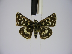Spialia diomus