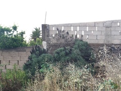 Echium acanthocarpum