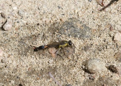 Ammophila urnaria