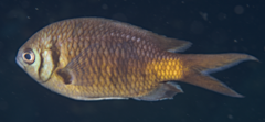 Doublebar Chromis photo 5