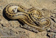 Galvarinus chilensis