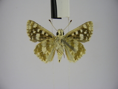 Spialia diomus