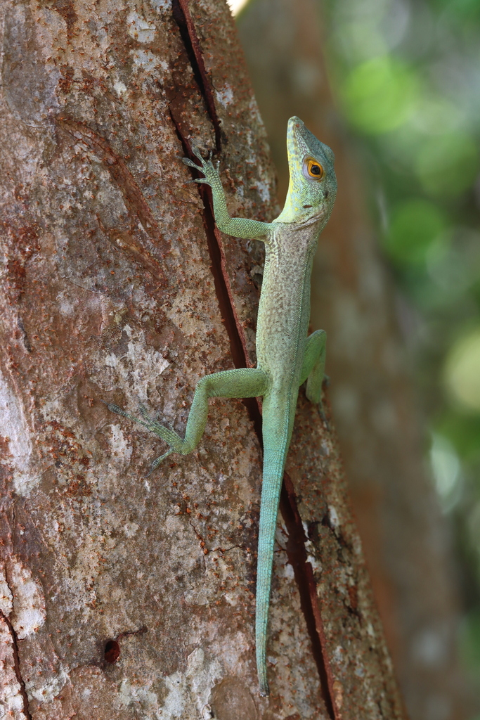 La Desirade Anole