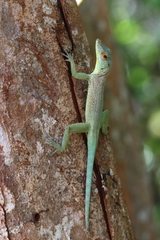 La Desirade Anole photo 1