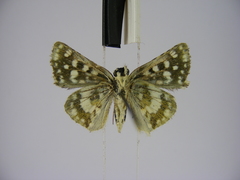 Spialia diomus