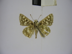Spialia diomus