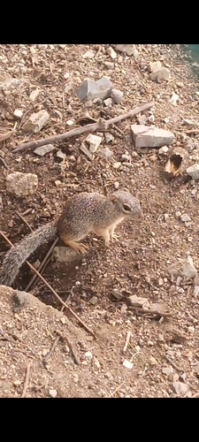 Tropical Ground Squirrel (Notocitellus adocetus)