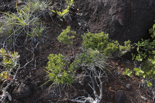 Alyxia caletioides observed 2022-09-03