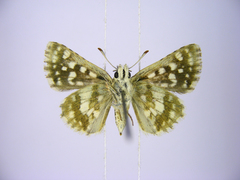 Spialia diomus