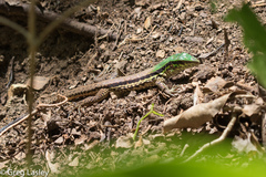 Ameiva atrigularis