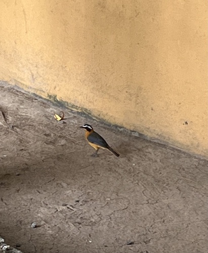 White-browed Robin-Chat