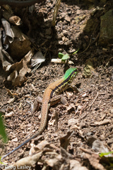 Ameiva atrigularis