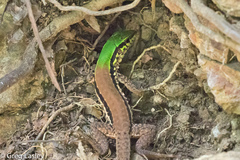 Ameiva atrigularis