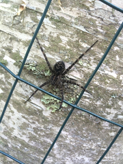 Dolomedes scriptus