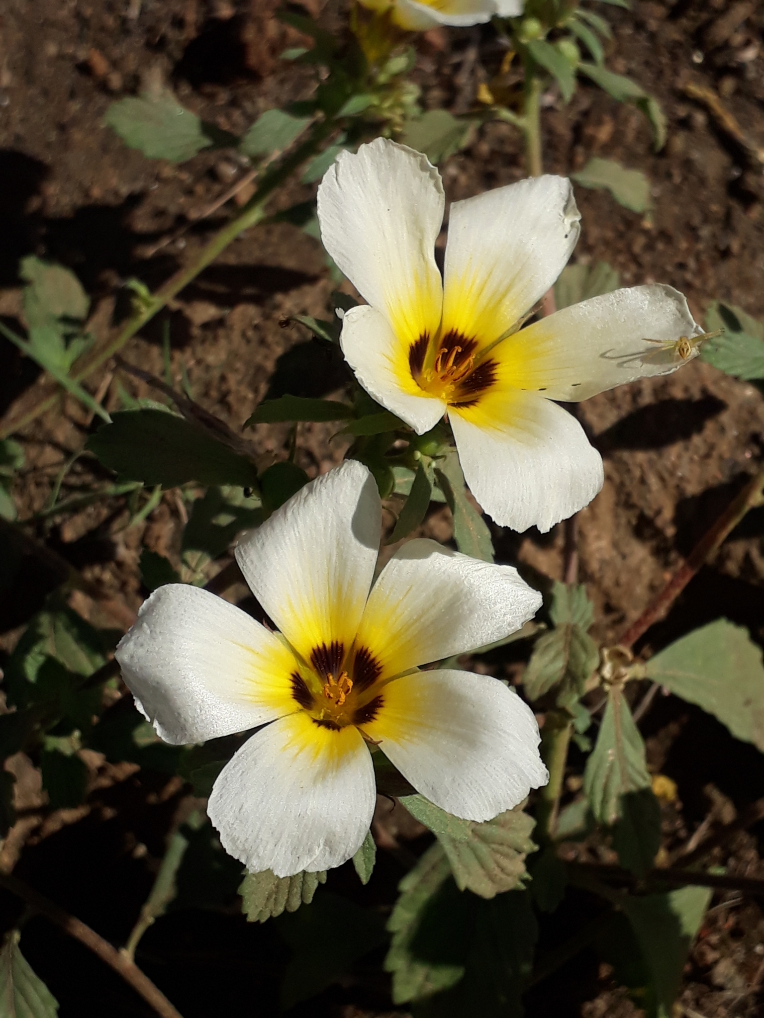 Turnera subulata