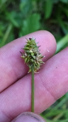 Carex conjuncta