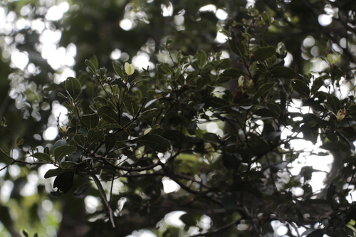 Cryptocarya leptospermoides observed 2022-09-03