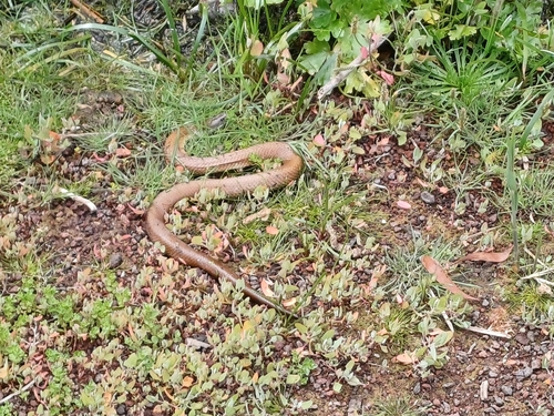 Tiger Snake sighting