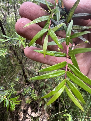 Image of Sannantha pluriflora by (c) Steve Llewellyn, some rights reserved (CC BY)