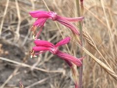 Oenothera hispida